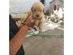 Golden Retriever Puppy for sale in Faribault, MN, USA