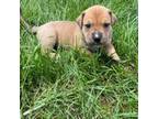 Olde Bulldog Puppy for sale in Markleville, IN, USA