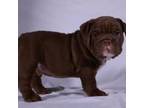 Bulldog Puppy for sale in Lake Havasu City, AZ, USA