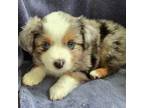 Miniature Australian Shepherd Puppy for sale in Muscatine, IA, USA