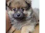 American Eskimo Dog Puppy for sale in Irmo, SC, USA