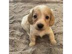 Dachshund Puppy for sale in Vacaville, CA, USA