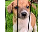 Rat Terrier Puppy for sale in Yellville, AR, USA
