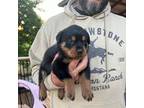 Rottweiler Puppy for sale in Coarsegold, CA, USA