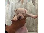 Boston Terrier Puppy for sale in Monticello, FL, USA