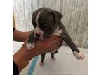 Boston Terrier Puppy for sale in Monticello, FL, USA