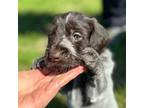 German Wirehaired Pointer Puppy for sale in New London, MN, USA