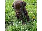 German Wirehaired Pointer Puppy for sale in New London, MN, USA