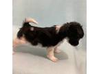 Havanese Puppy for sale in Eagle Point, OR, USA