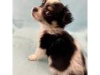 Havanese Puppy for sale in Eagle Point, OR, USA