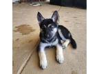 German Shepherd Dog Puppy for sale in Crestview, FL, USA