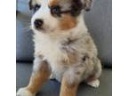 Miniature Australian Shepherd Puppy for sale in Rossburg, OH, USA