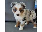 Miniature Australian Shepherd Puppy for sale in Rossburg, OH, USA