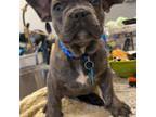 French Bulldog Puppy for sale in Hanover, PA, USA