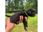 Labrador Retriever Puppy for sale in Ethelsville, AL, USA