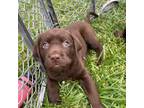 Labrador Retriever Puppy for sale in Sugar Grove, WV, USA