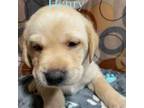 Labrador Retriever Puppy for sale in Sugar Grove, WV, USA