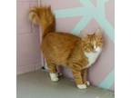 Adopt Snickerdoodle a American Shorthair