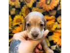 Dachshund Puppy for sale in Madison, WI, USA