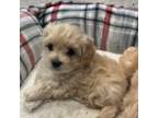 Maltipoo Puppy for sale in Monroe, WA, USA