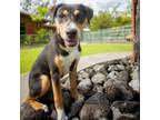 Adopt Hallie a Mixed Breed