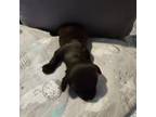 Dachshund Puppy for sale in Summerville, SC, USA