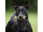 Adopt Jackiea a Australian Cattle Dog / Blue Heeler, Mixed Breed