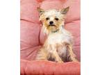 LOVEABLE LENNY 10 LBS Yorkie, Yorkshire Terrier Adult Male