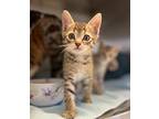 Sir Domestic Shorthair Kitten Male