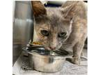 Adopt JENNY Available NOW - ADOPTION or RESCUE! a Domestic Short Hair