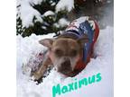 Maximus American Bulldog Adult Male