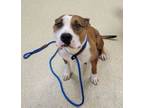 Adopt Mom a American Staffordshire Terrier, Mixed Breed