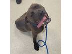 Adopt Chelsea a Pit Bull Terrier, Labrador Retriever