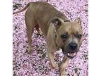 Adopt Foxy a Pit Bull Terrier
