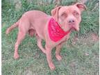 Adopt SASHA 224110 PleaseReadMyStory... a Pit Bull Terrier
