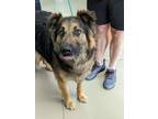 Adopt Tula/Lucero a German Shepherd Dog