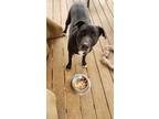 Adopt Riley a Labrador Retriever, Pit Bull Terrier