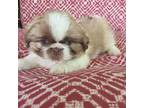 Pekingese Puppy for sale in East Alton, IL, USA