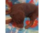 Doberman Pinscher Puppy for sale in Sylva, NC, USA