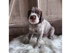 Wirehaired Pointing Griffon Puppy for sale in Starkville, MS, USA