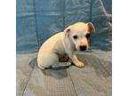 Parson Russell Terrier Puppy for sale in Arlington, MN, USA