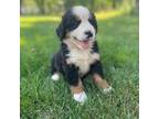 Bernese Mountain Dog Puppy for sale in Nokomis, IL, USA