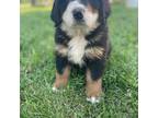 Bernese Mountain Dog Puppy for sale in Nokomis, IL, USA
