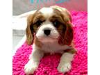 Cavalier King Charles Spaniel Puppy for sale in Albany, WI, USA