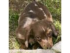 Dachshund Puppy for sale in Johnstown, CO, USA