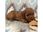 Mutt Puppy for sale in West Plains, MO, USA