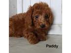 Poodle (Toy) Puppy for sale in Orem, UT, USA