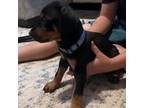 Doberman Pinscher Puppy for sale in Canton, NC, USA