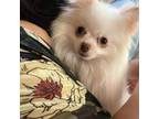 Pomeranian Puppy for sale in Floresville, TX, USA