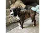 Boxer Puppy for sale in Pendleton, OR, USA